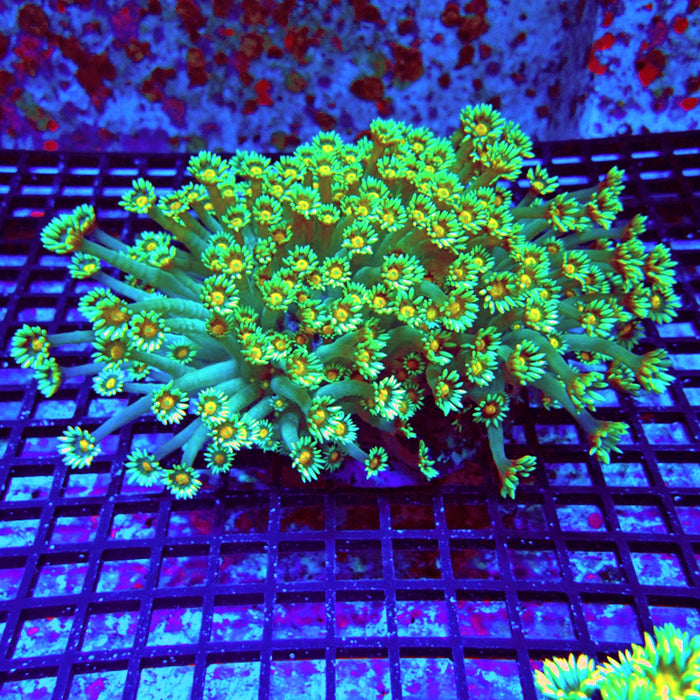 Goniopora Premium Long Polyps Colony XXL