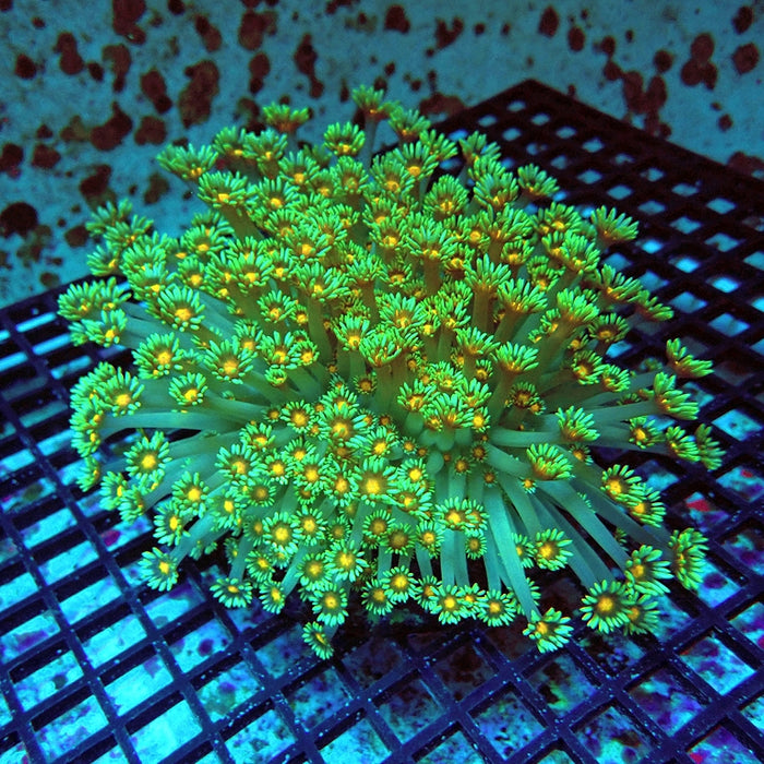 Goniopora Premium Long Polyps Colony XXL