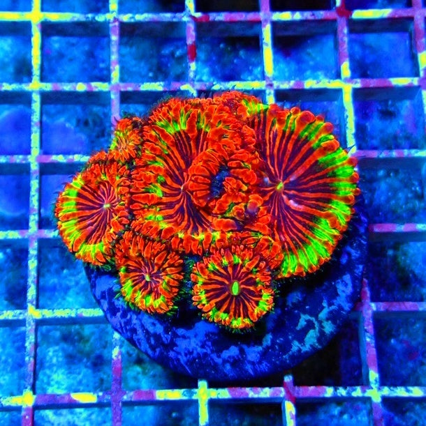 Blastomussa Premium Colony