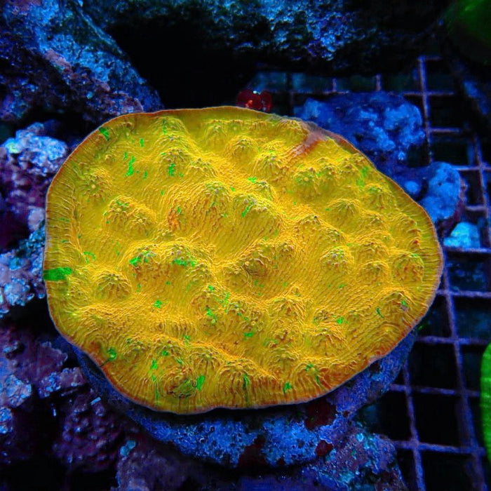 Echinophylia Chalice Corals Colony