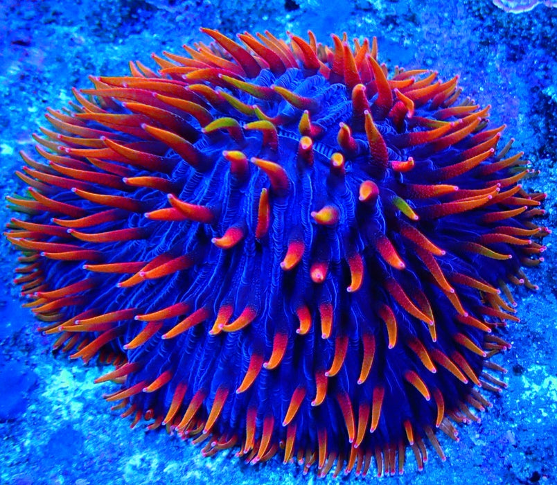 Plate Coral Fungia Rare Premium
