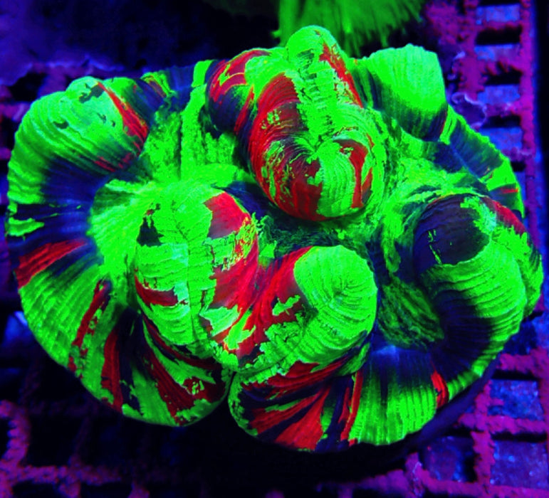 Trachyphyllia RARE