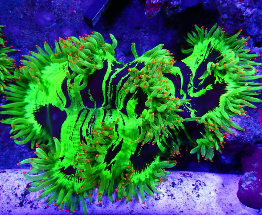 Catalaphyllia Coral Premium