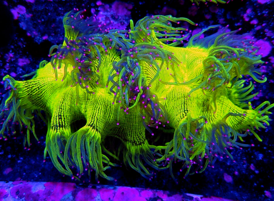 Elegance Coral Premium