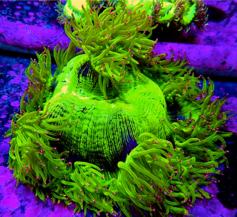 Elegance Coral Premium