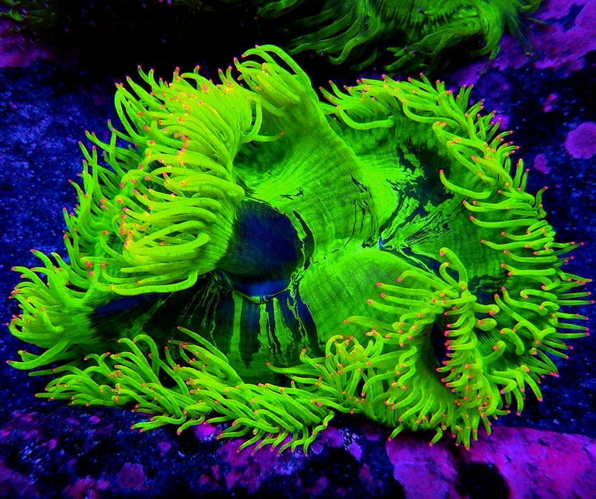 Elegance Coral Premium