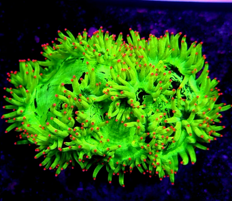 Elegance Coral Premium