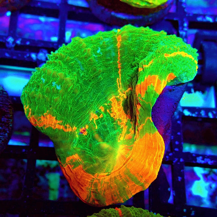 Scolymia Bleeding Apple Premium Coral Frag