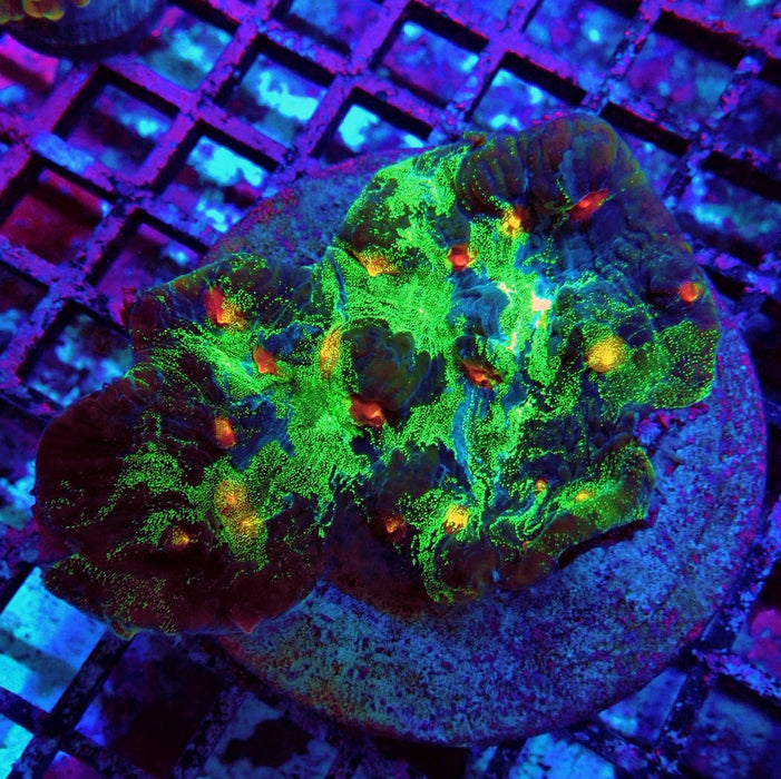 Chalice Premium Colony