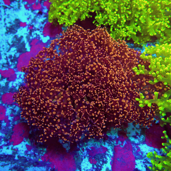 Super Pink Frogspawn Colony XL