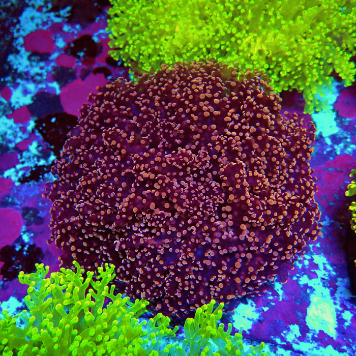Super Pink Frogspawn Colony XL