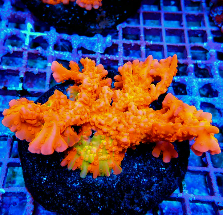 Montipora Setosa Colony