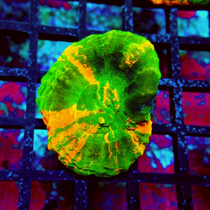 Scolymia Master Grade Coral