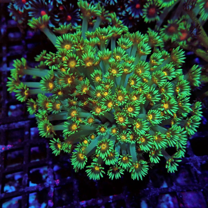 Colorful Green Goniopora Colony