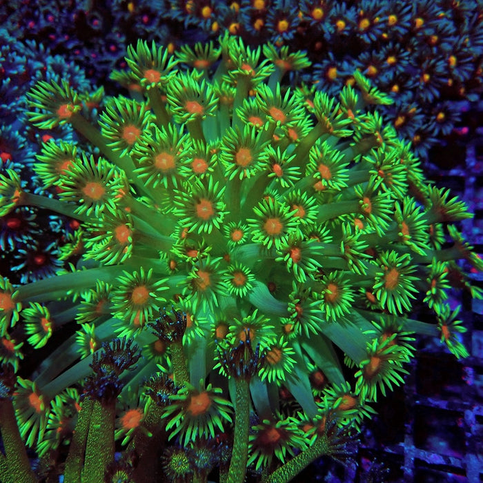 Colorful Green Goniopora Colony