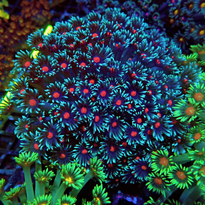 Colorful Blue Goniopora Colony