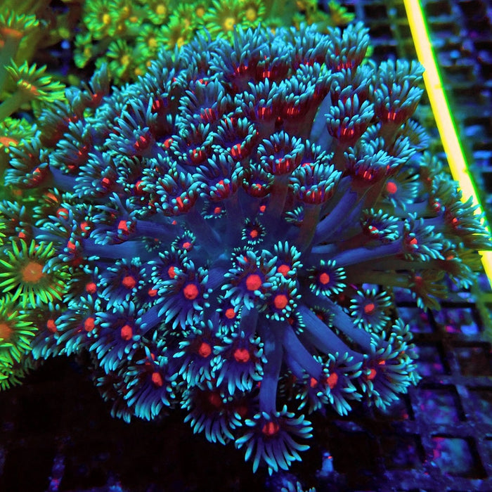 Colorful Blue Goniopora Colony