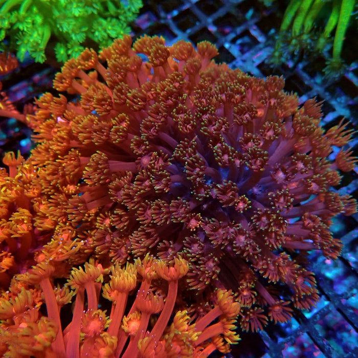 Colorful Red Goniopora Colony