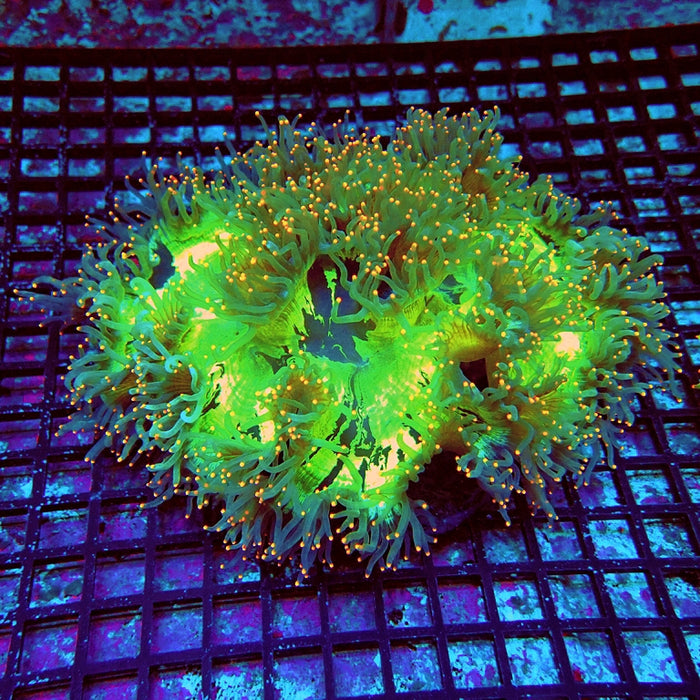 Elegance Coral Premium
