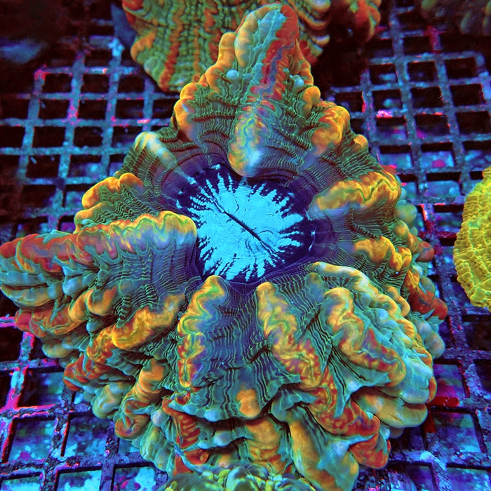 Indophyllia