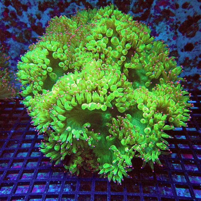 Elegance Coral
