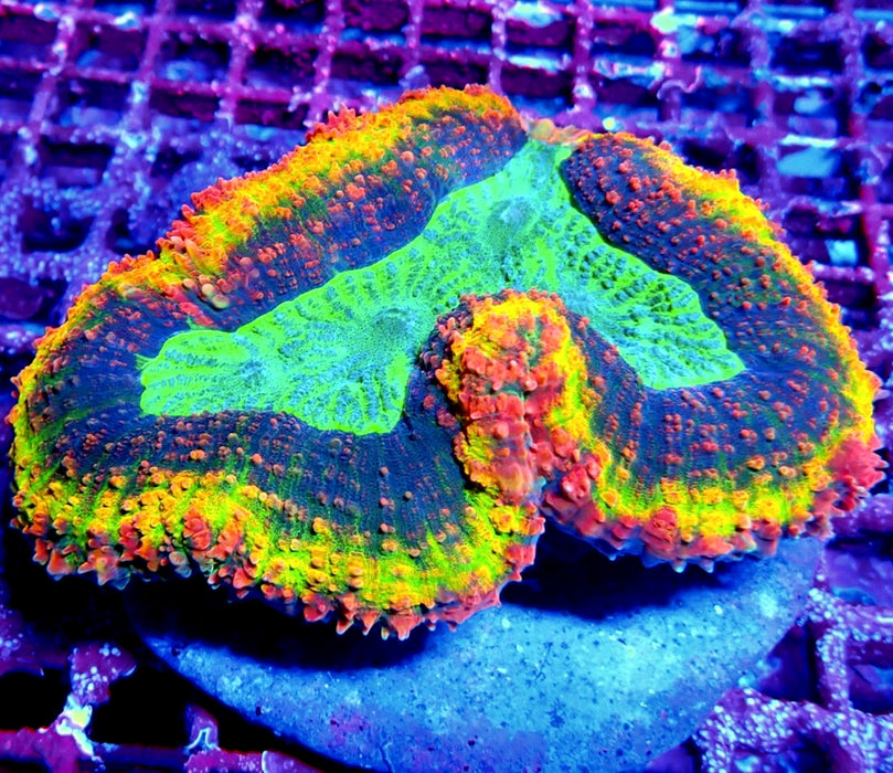 Lobophyllia Rainbow