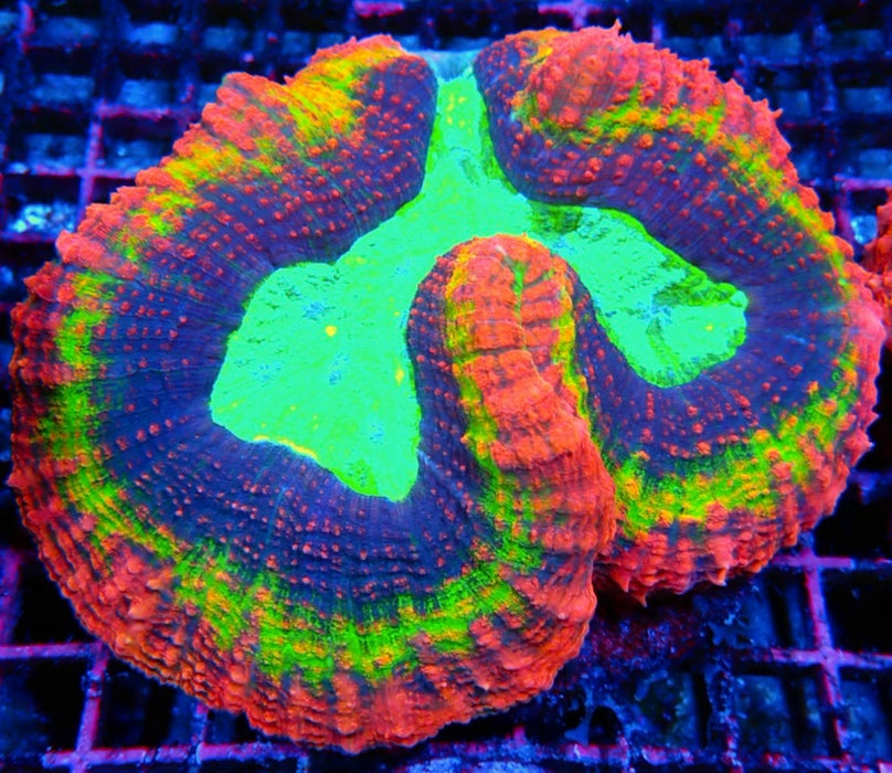 Lobophyllia Rainbow