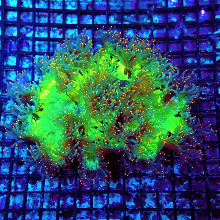 Elegance Coral Premium