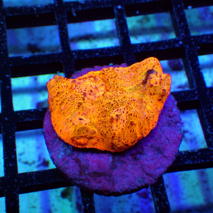 Chalice Frag