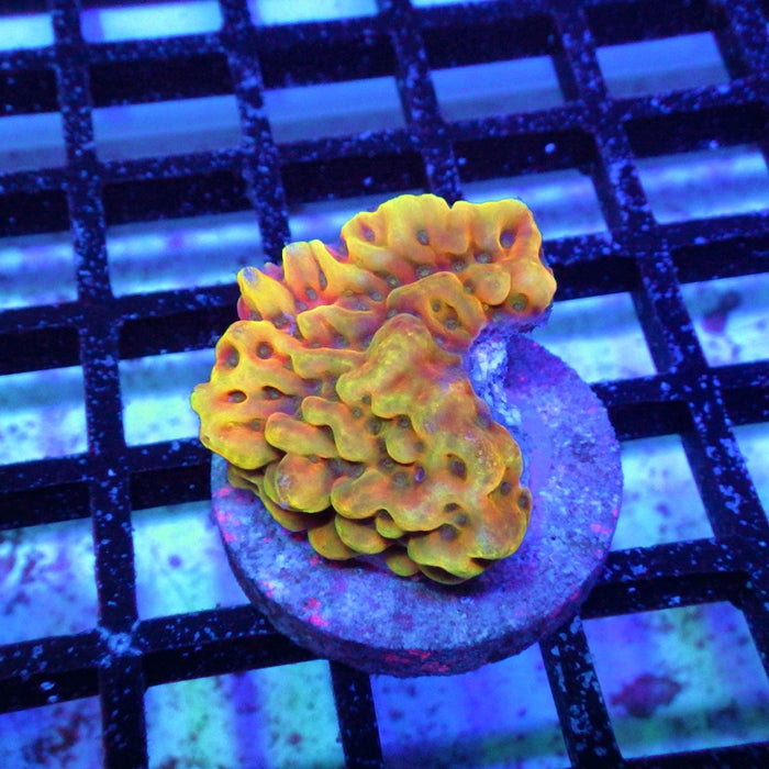 Montipora Beach Bum