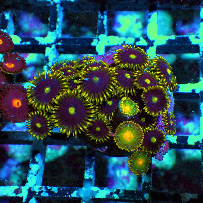 Ultra Zoas Frag 0027