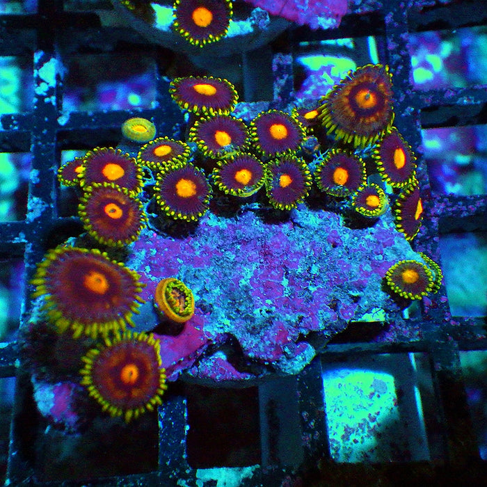 Ultra Zoas Frag 0029