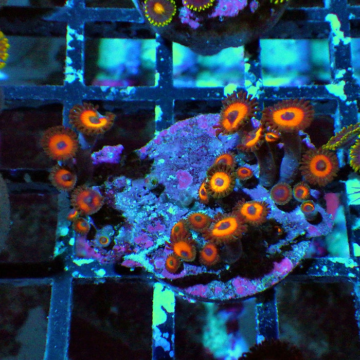 Ultra Zoas Frag 0042