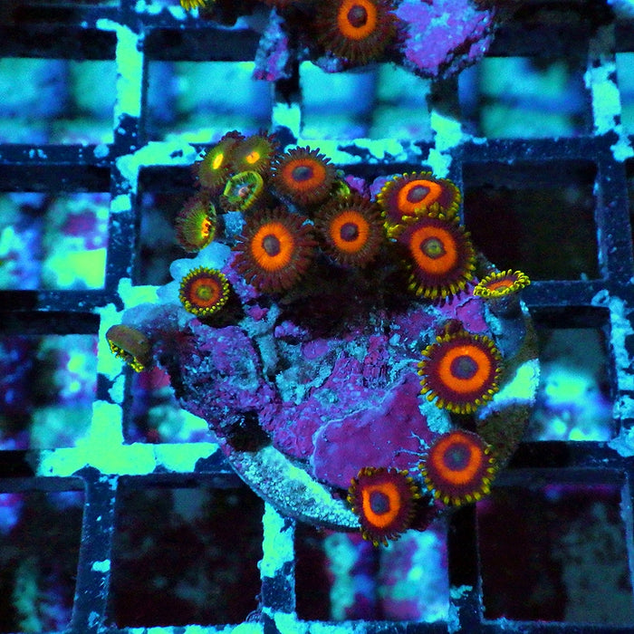 Ultra Zoas Frag 0043