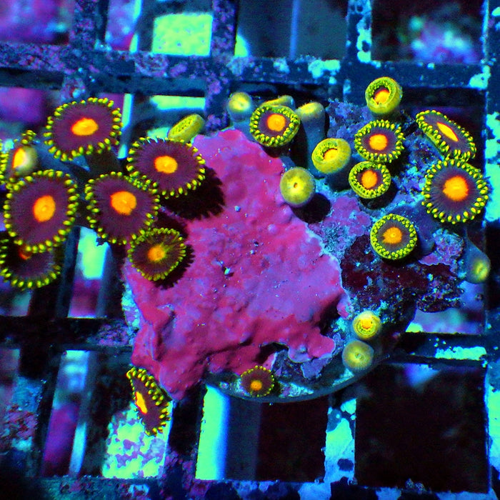 Ultra Zoas Frag 0046