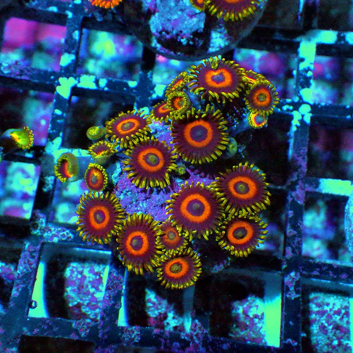 Ultra Zoas Frag 0048