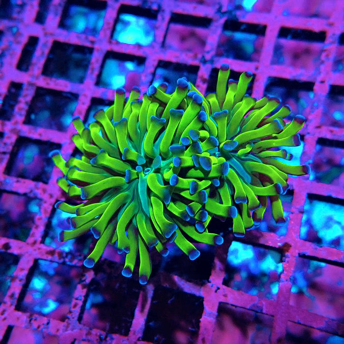 Euphyllia Green Blue Tips Hammer