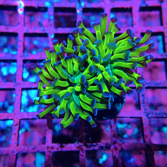 Euphyllia Green Blue Tips Hammer