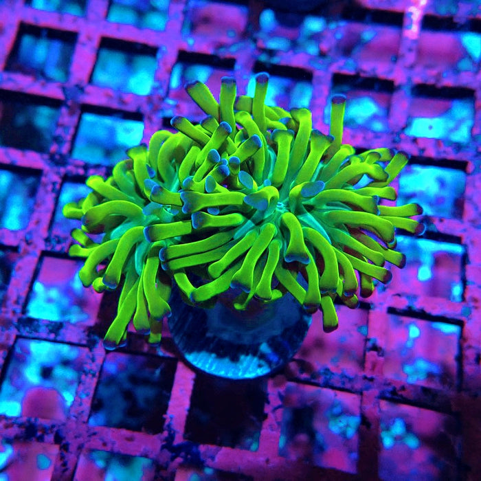 Euphyllia Green Blue Tips Hammer
