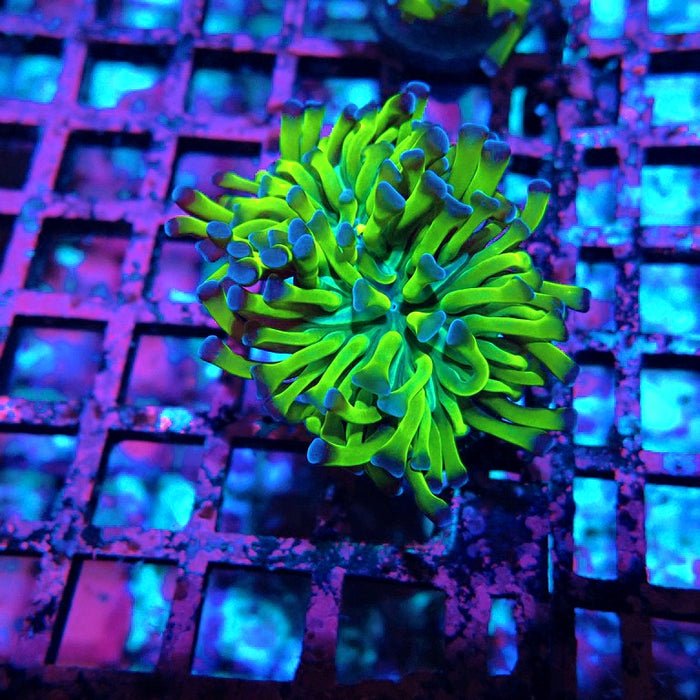Euphyllia Green Blue Tips Hammer