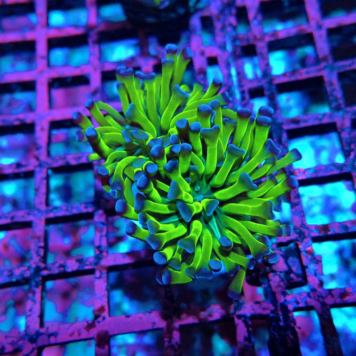 Euphyllia Green Blue Tips Hammer