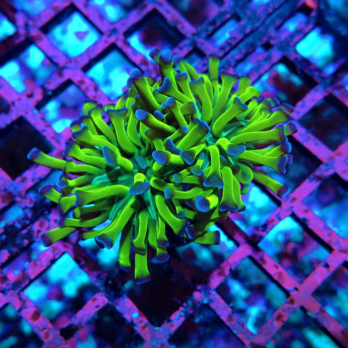 Euphyllia Green Blue Tips Hammer