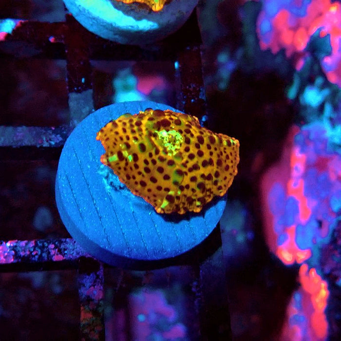 Premium Leopard Mushroom
