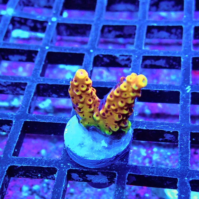 REx Pink Cadillac Acro