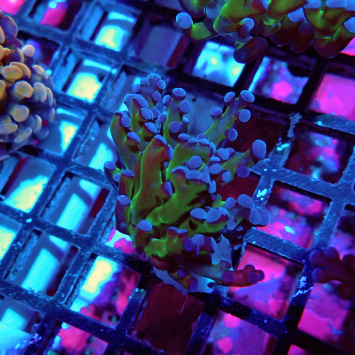 Euphyllia Frog Spawn Blueberry Grade C