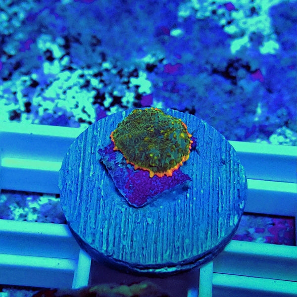 Premium Beauty Rhodactis