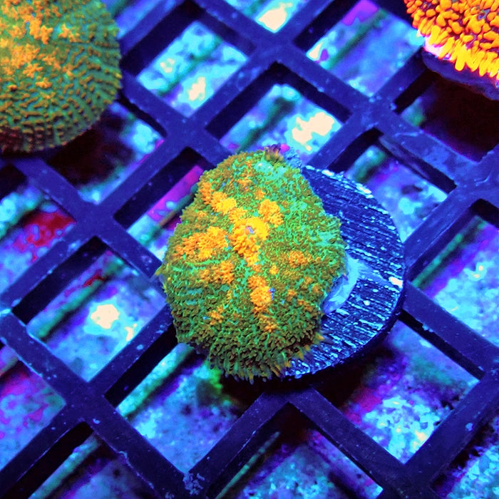 Green Orange Rhodactis