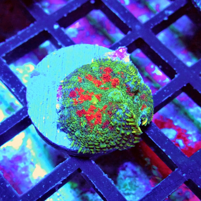 Green-Blue-Red Rhodactis