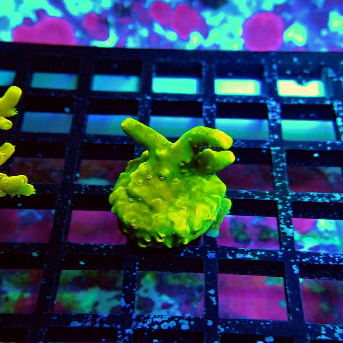 REx Green Yellow Multiacuta Acro