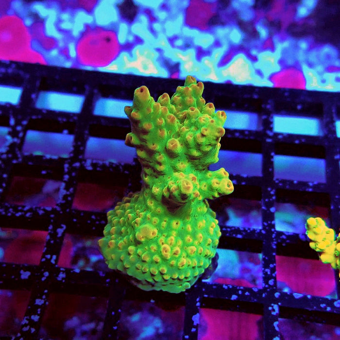 Acro Frag Aquaculture